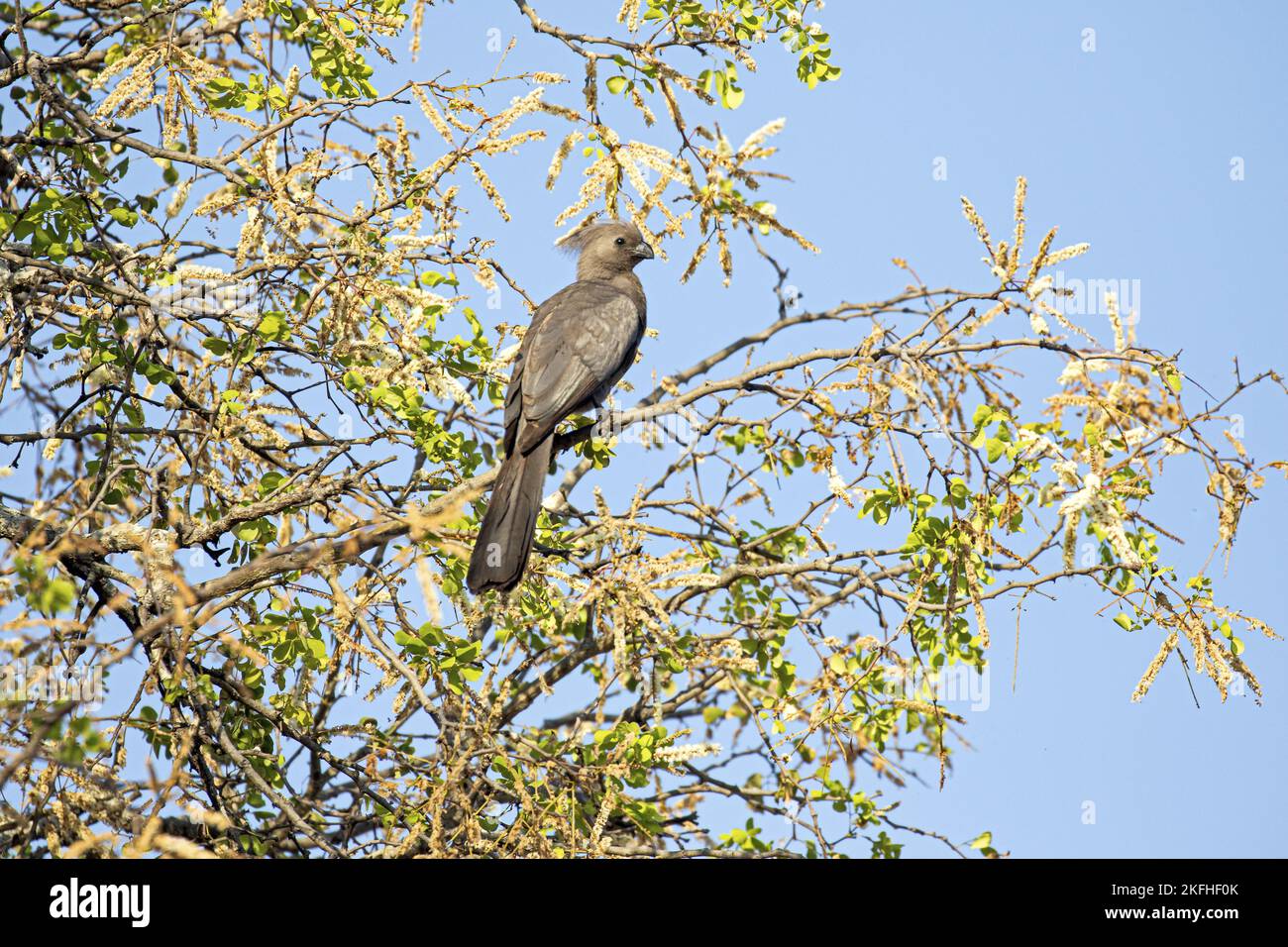 Grigio seduto Go-away-Bird Foto Stock