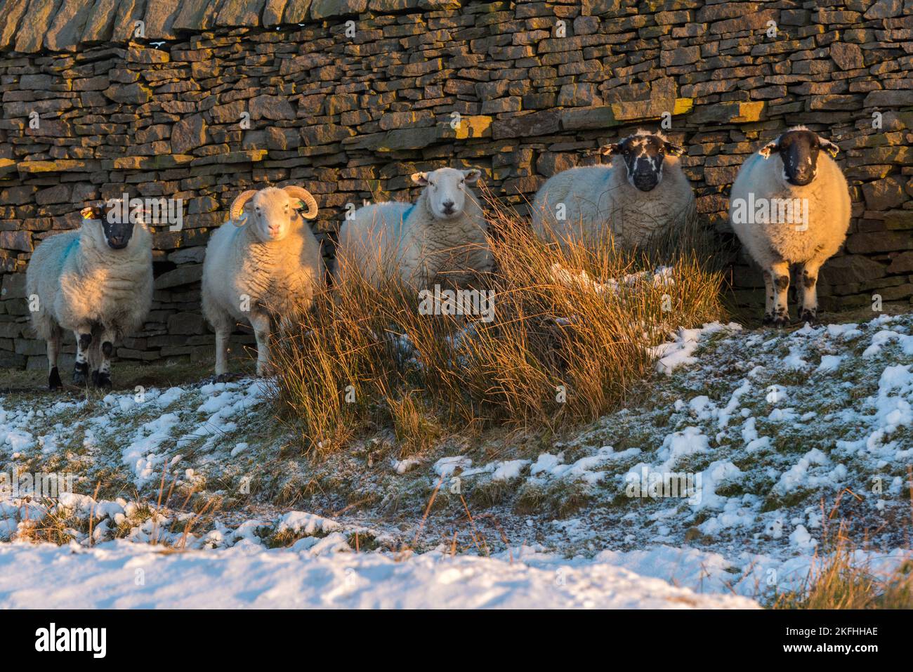Cinque pecore in piedi in un campo di neve fredda vicino al muro di pietra, tutti guardando la macchina fotografica. La luce del sole d'inverno si accende al gelo della mattina presto. Foto Stock
