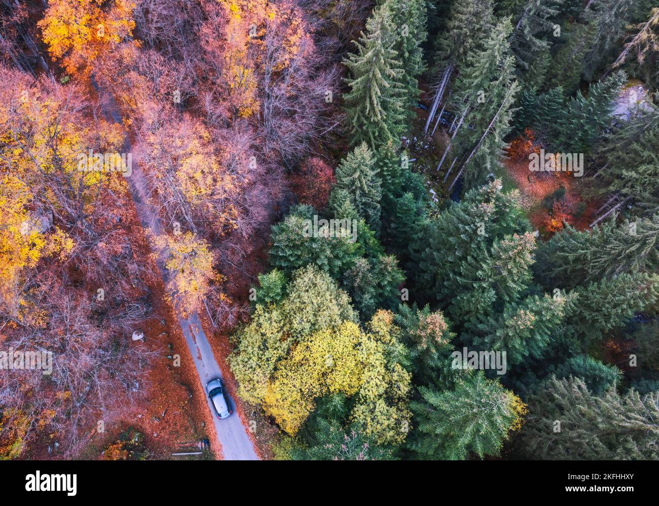 Veduta aerea della foresta in abito autunnale a bagni di Masino, Valtellina, Italia Foto Stock