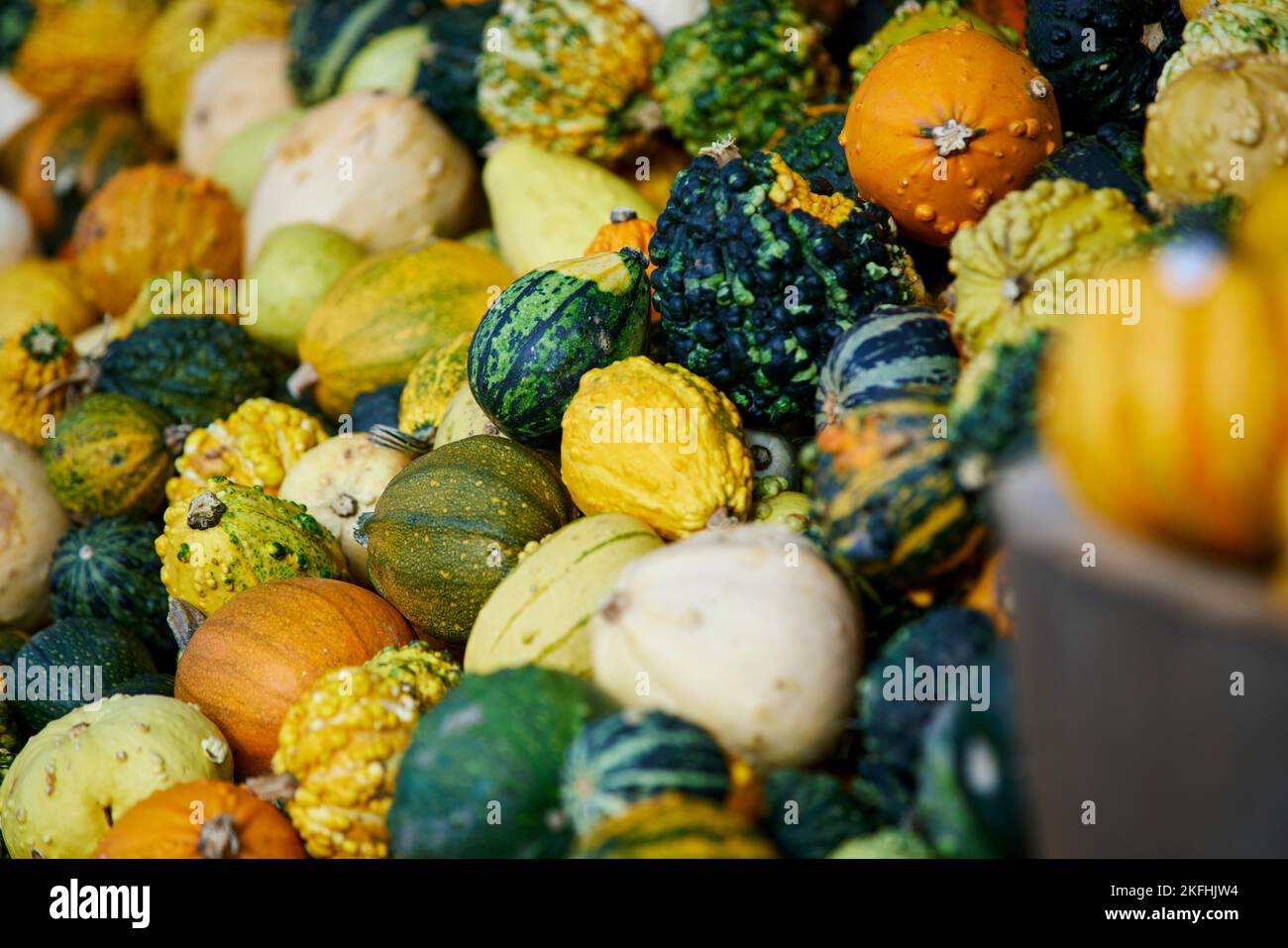 ZUCCHE AL Wheelock Hall Farm Shop vicino Crewe Cheshire Foto Stock