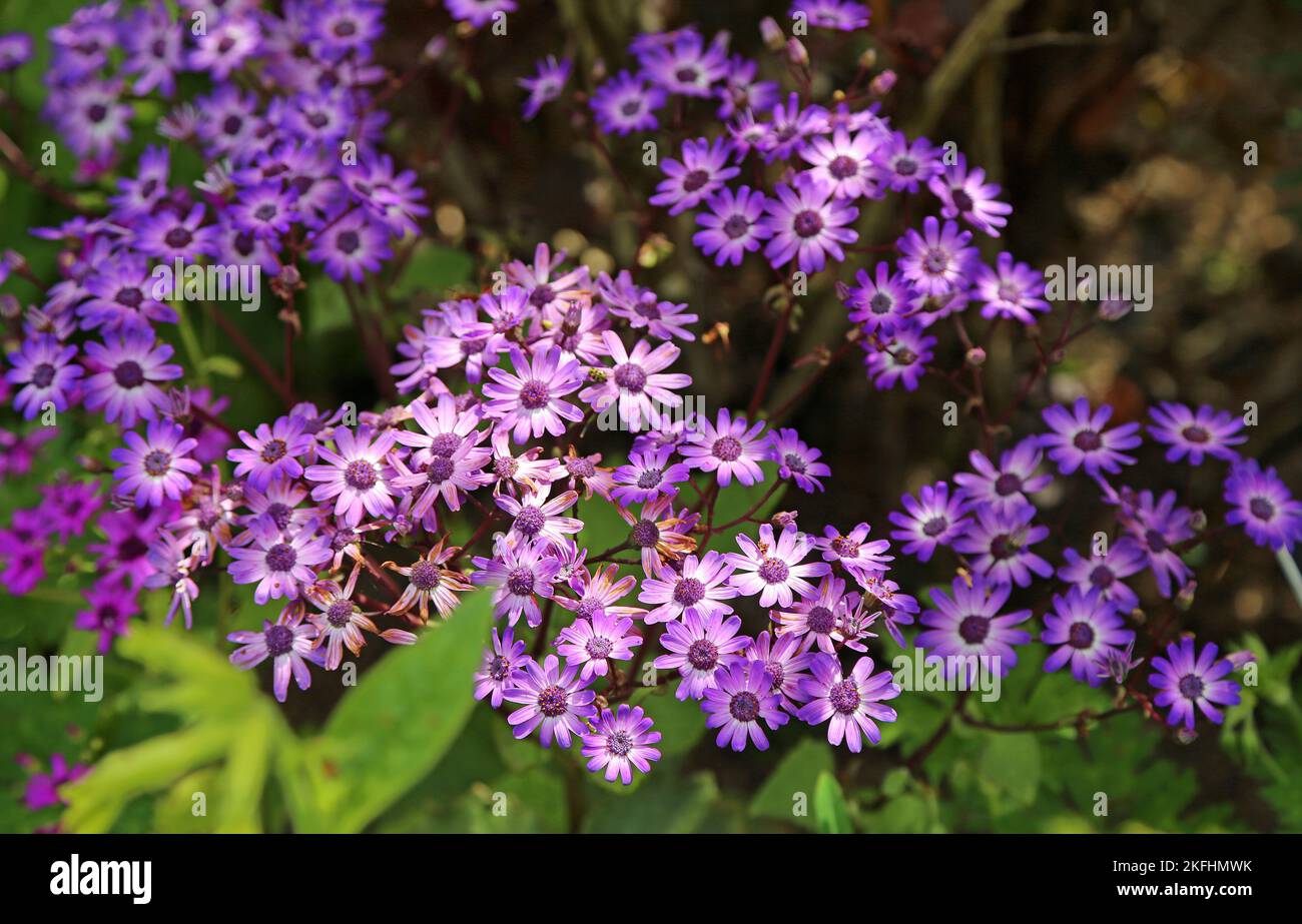 Fiori di castoro viola - California Foto Stock