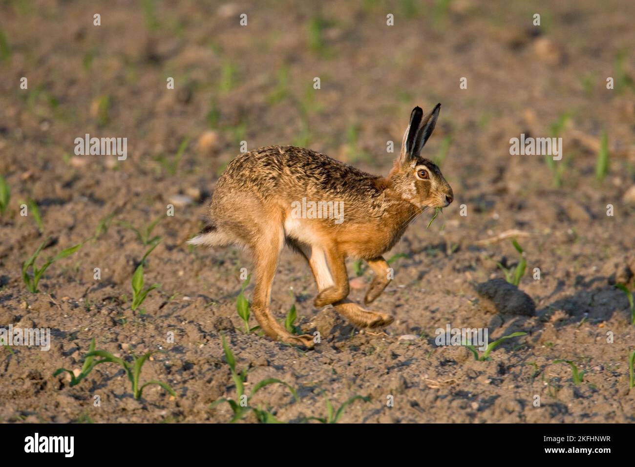 lepre marrone Foto Stock