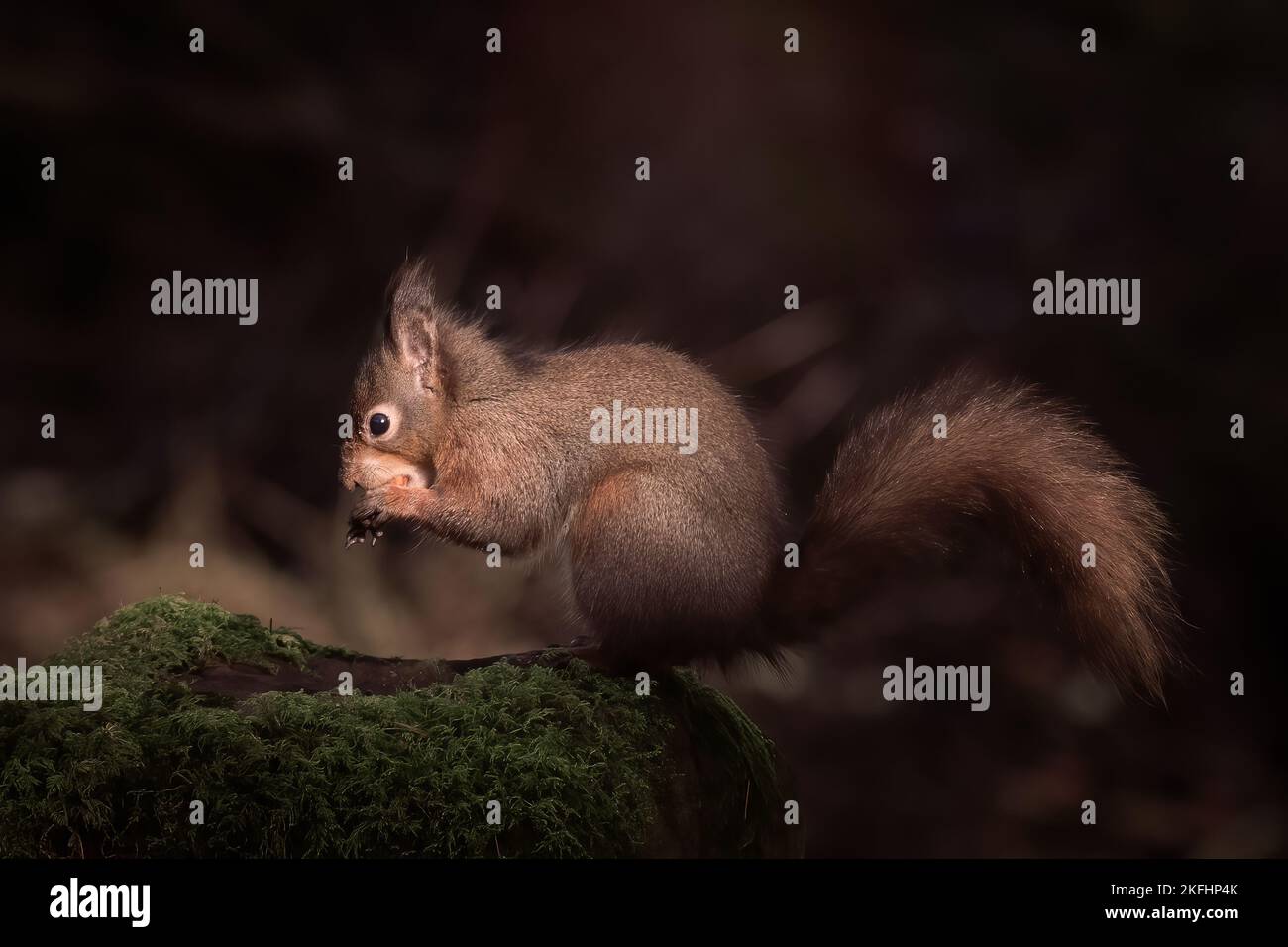 Stordimento scoiattolo rosso con coda bushy, seduto su pietra mossy. Sfondo scuro, mangiare noci. Foto Stock