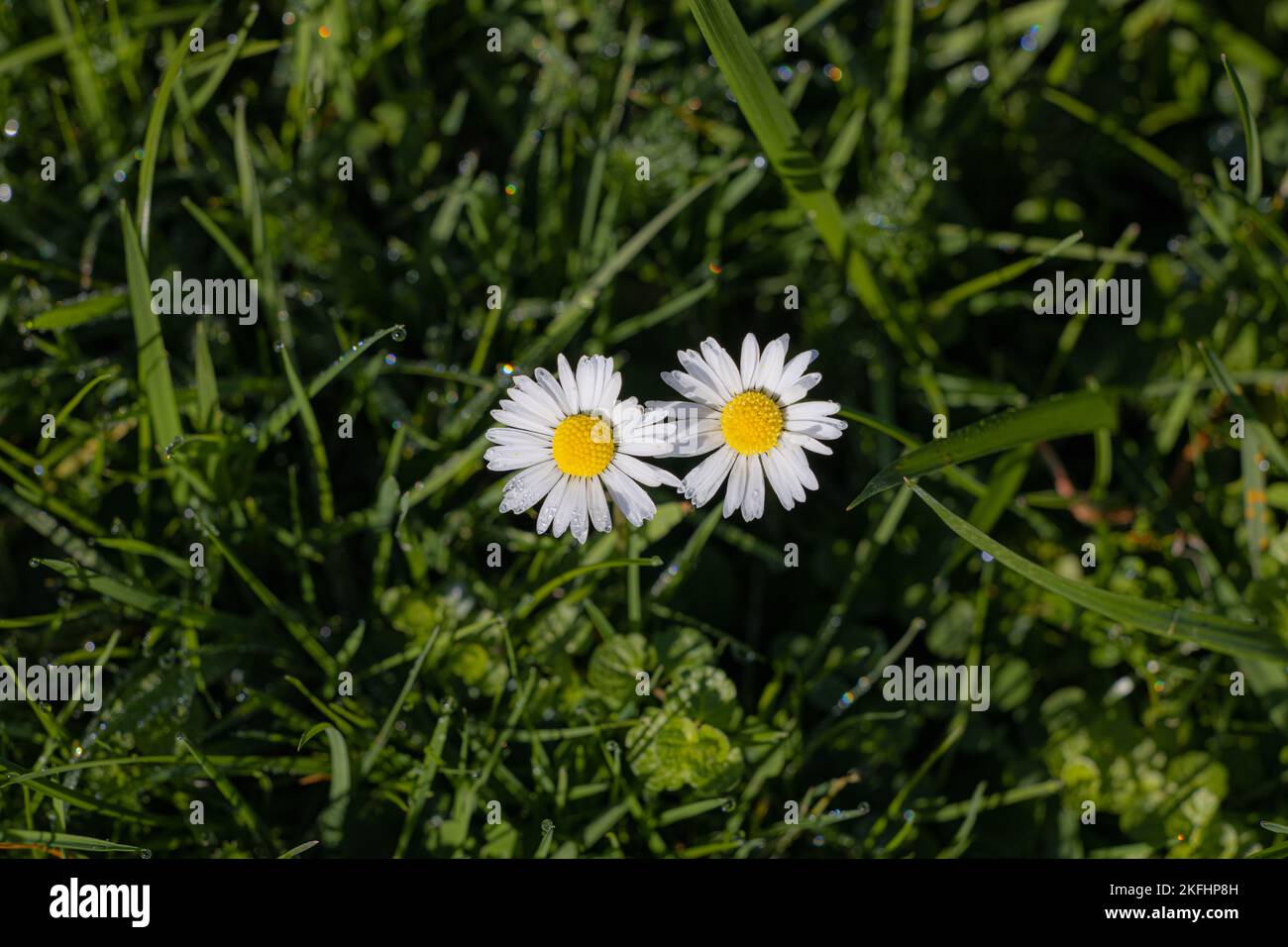 Prato verde con margherite in vista dall'alto Foto Stock