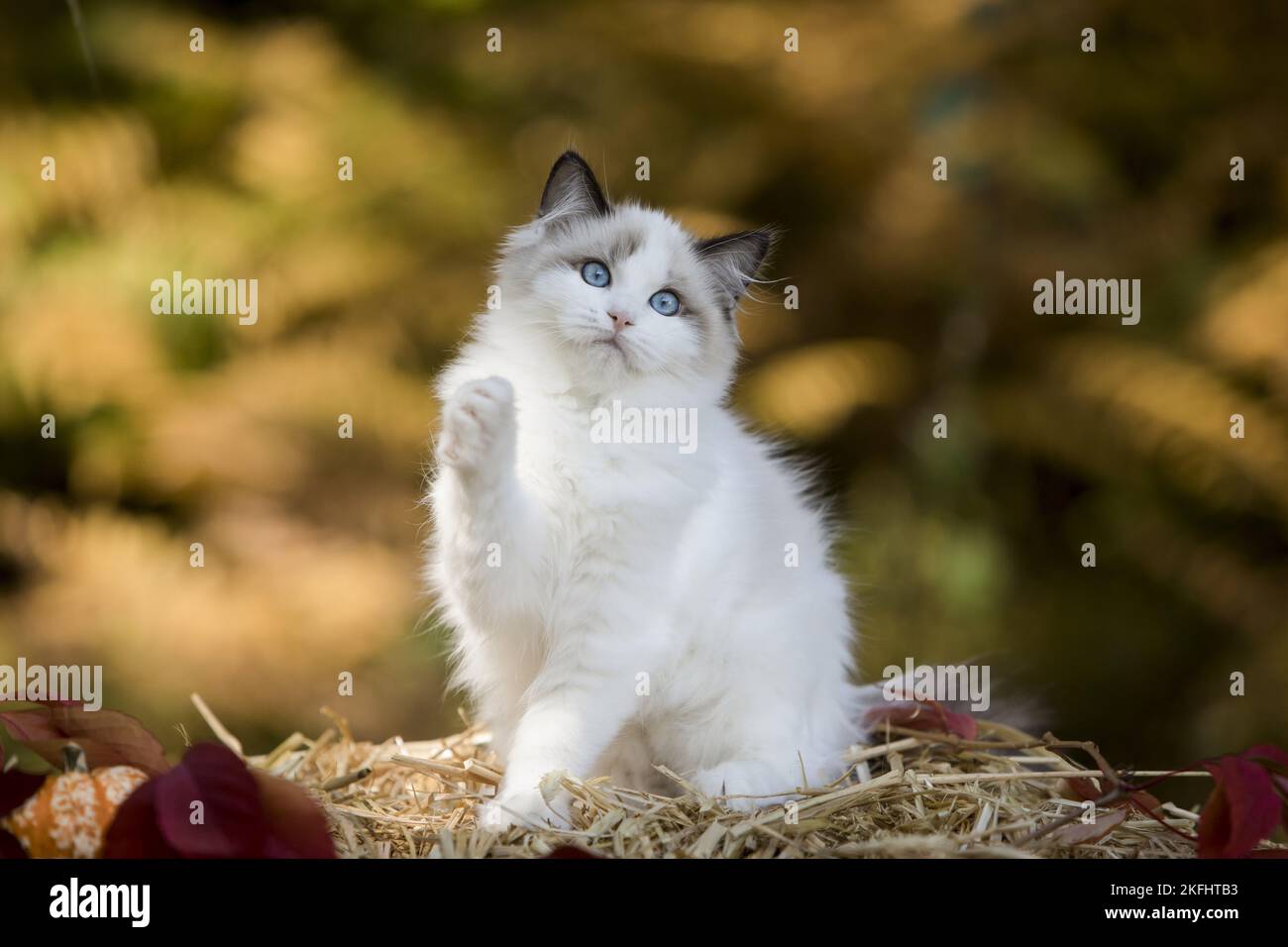 Gattino di Ragdoll seduto Foto Stock