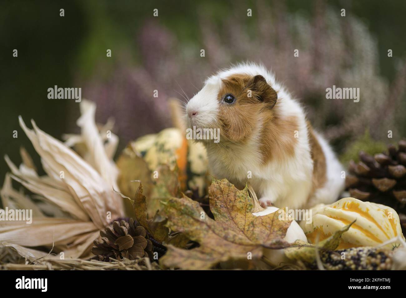 Guinea Pig Foto Stock