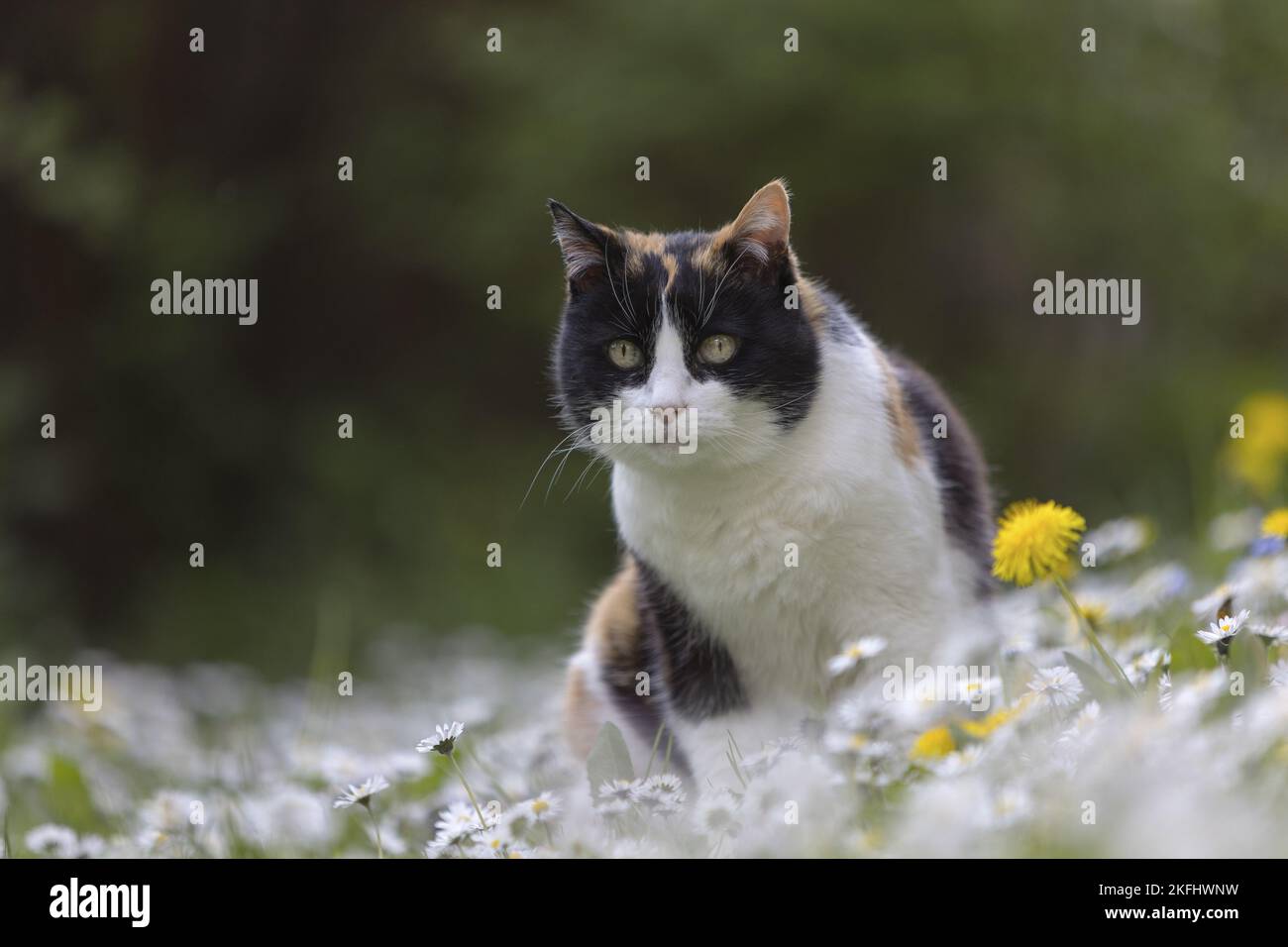 gatto in estate Foto Stock