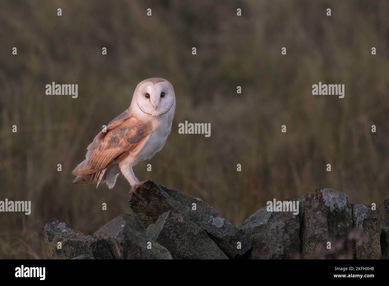 Fienile gufo. Nome latino Tyto alba. Seduto su una parete di pietra guardando la telecamera. Immagine ravvicinata. Erba verde sfocata nel terreno posteriore. Foto Stock