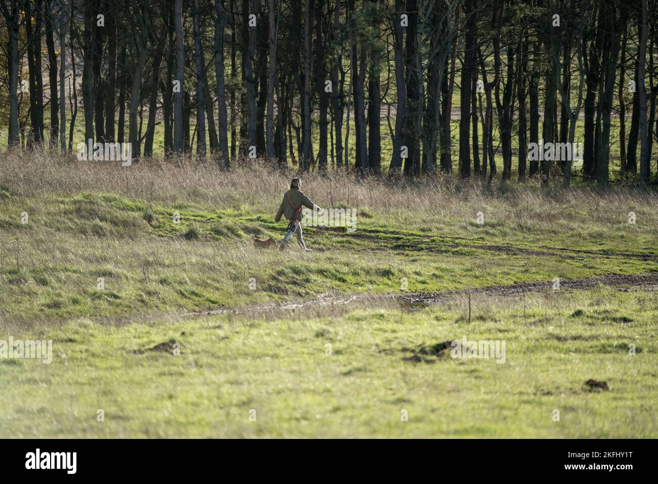 Professionista signora cane camminatore con diverse razze di cani in campagna invernale, Wilts UK Foto Stock