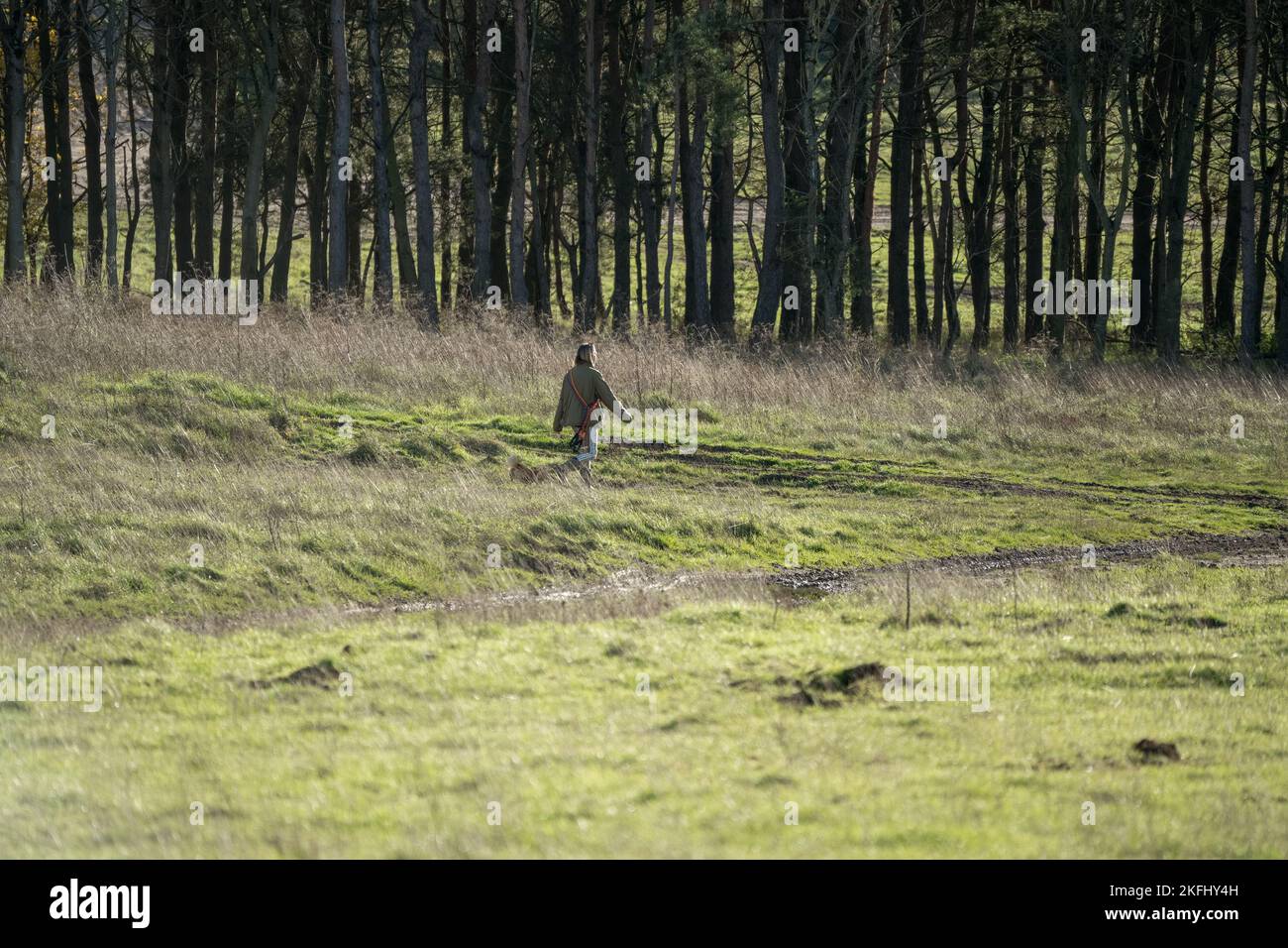 Professionista signora cane camminatore con diverse razze di cani in campagna invernale, Wilts UK Foto Stock