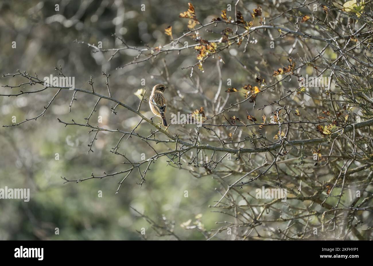 Un maschio stonechat (Saxicola rubicola) arroccato in alto su un ramo di piante di prato, Wilts UK Foto Stock