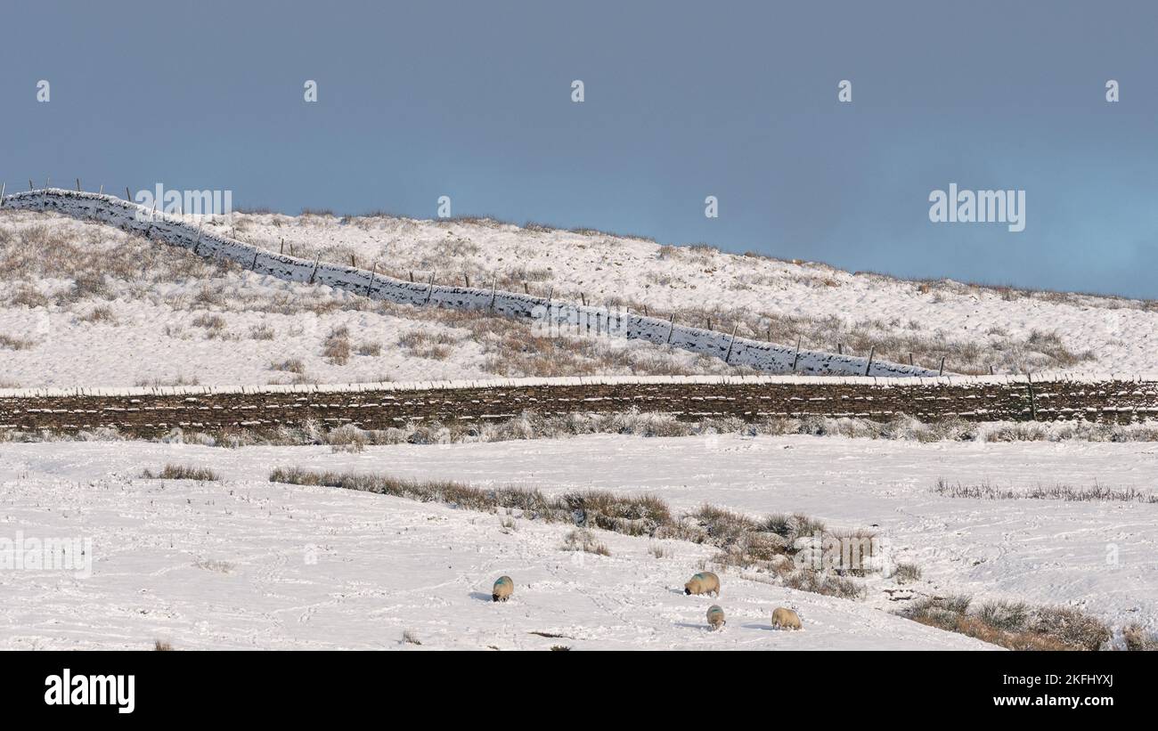 Inglese paesaggio invernale di campagna. Neve a terra con pareti coperte di neve attraverso il quadro. Pecore pascolando in primo piano con una bella Foto Stock