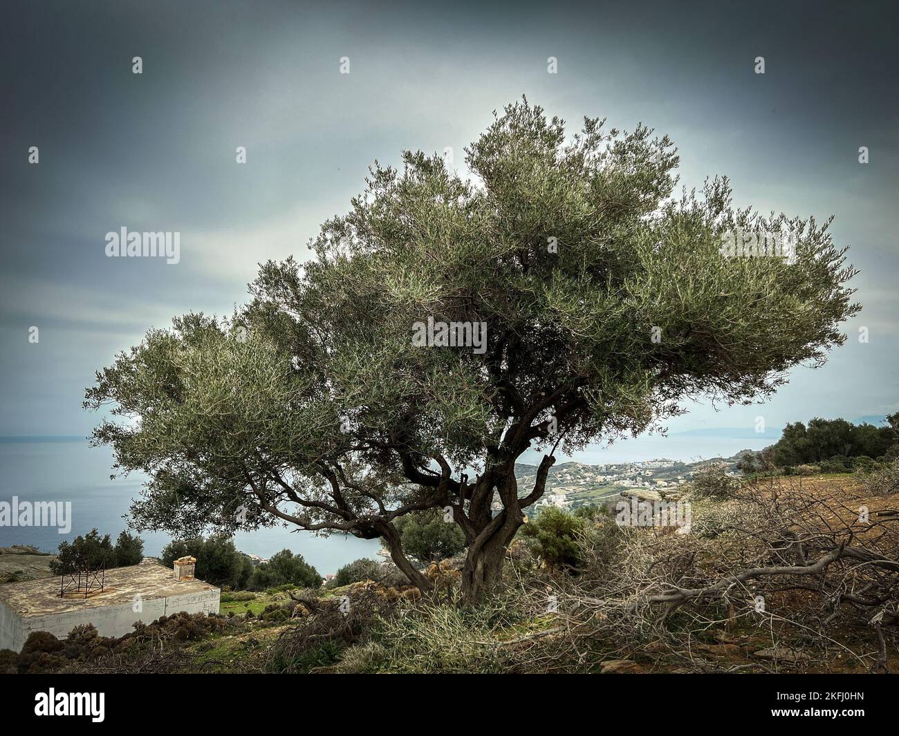 Grande albero in mezzo a piante sulla montagna contro cielo nuvoloso durante il tempo di tempesta Foto Stock
