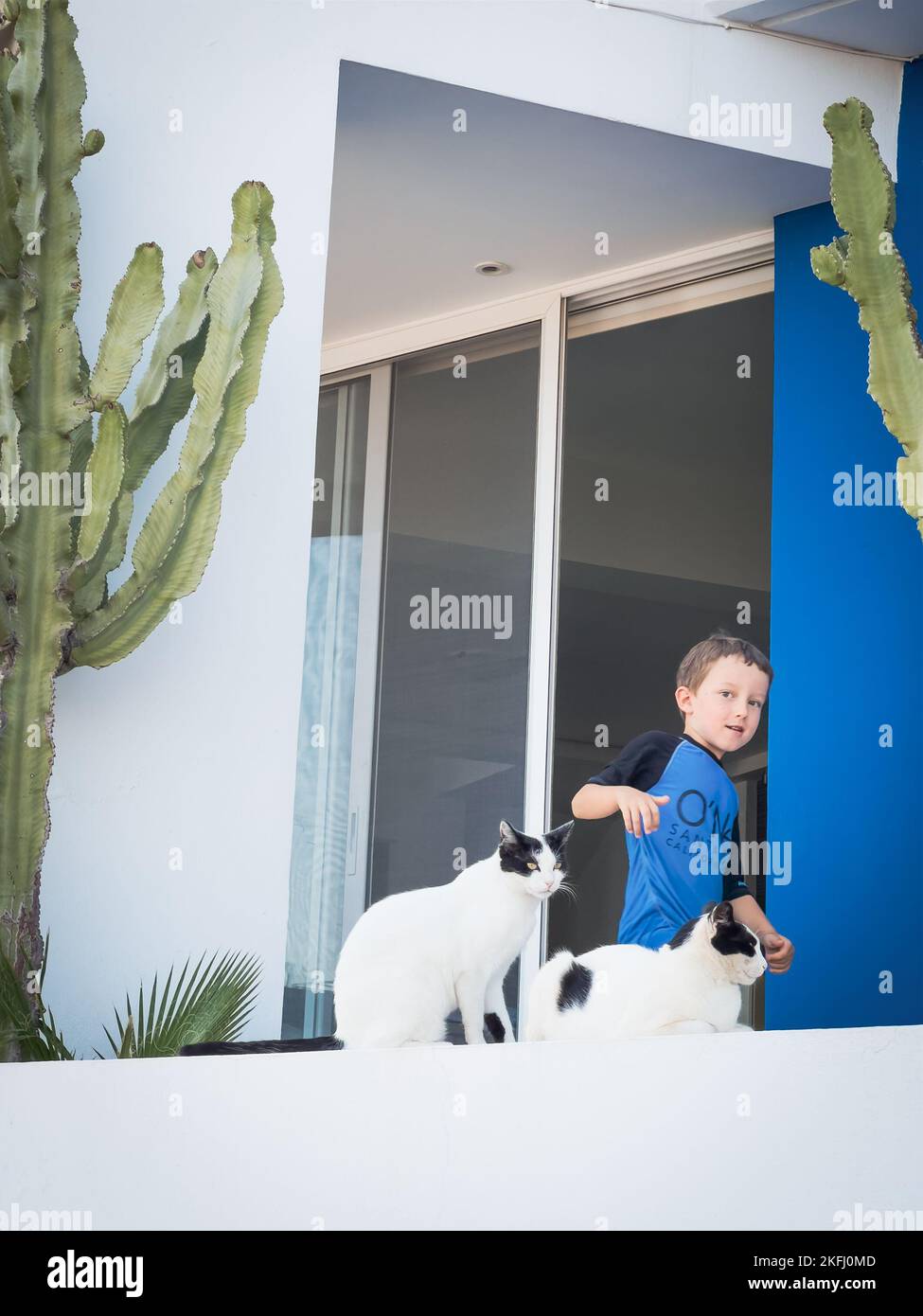 Simpatico ragazzo caucasico che gioca con i gatti seduti sulla parete di ritegno mentre si alza contro la finestra nel balcone Foto Stock