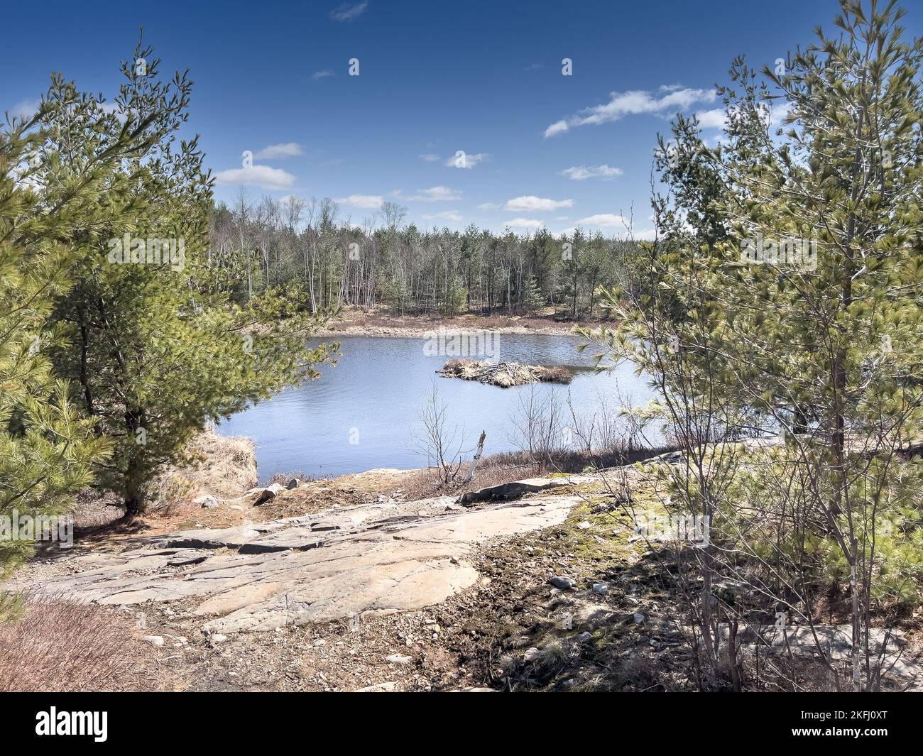 Vista panoramica del tranquillo lago circondato da lussureggianti alberi verdi che crescono in boschi contro il cielo blu durante la stagione estiva Foto Stock