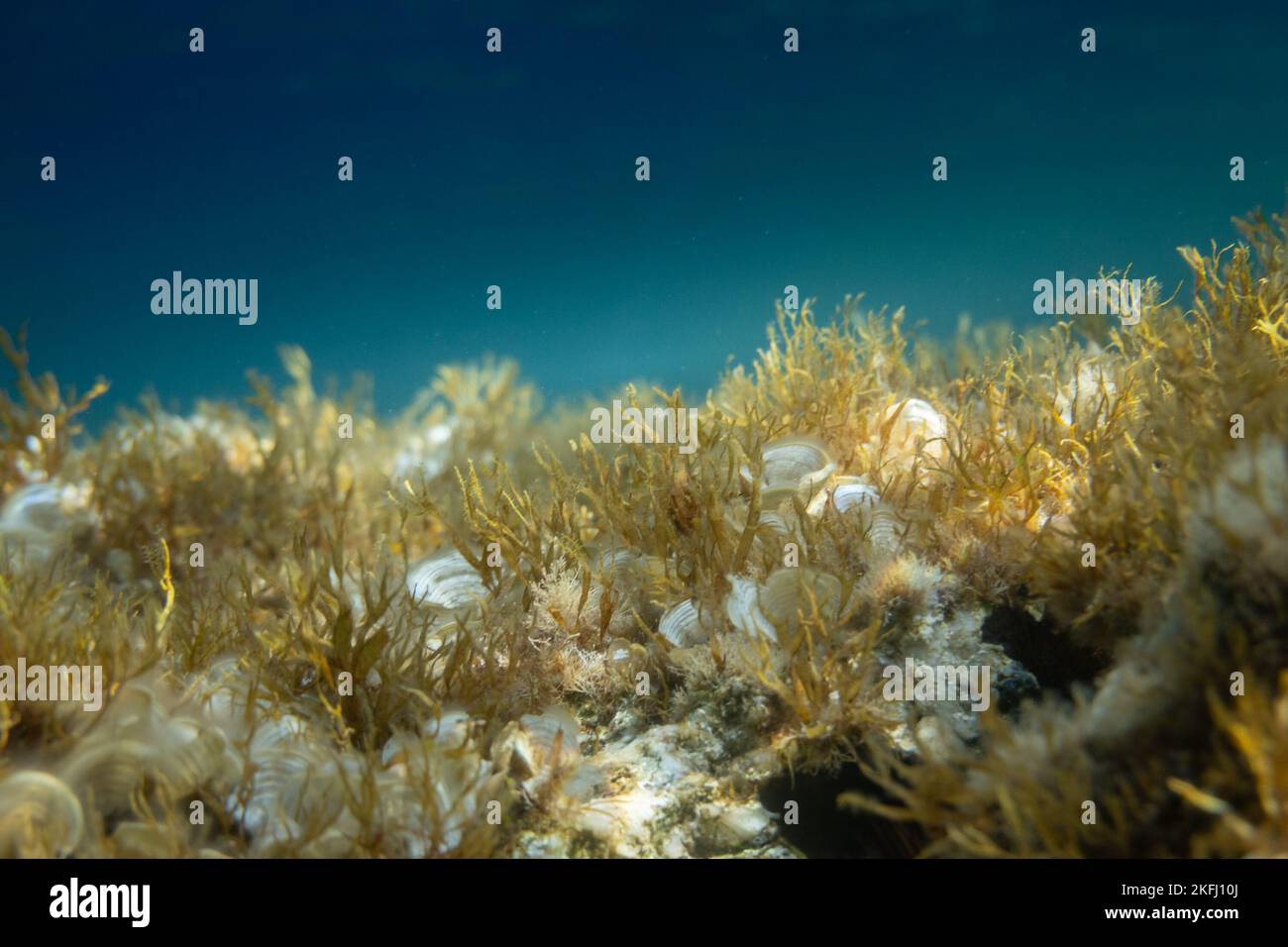 Primo piano di conchiglie bianche tra piante che crescono sul fondo dell'oceano in un mare blu profondo, Foto Stock