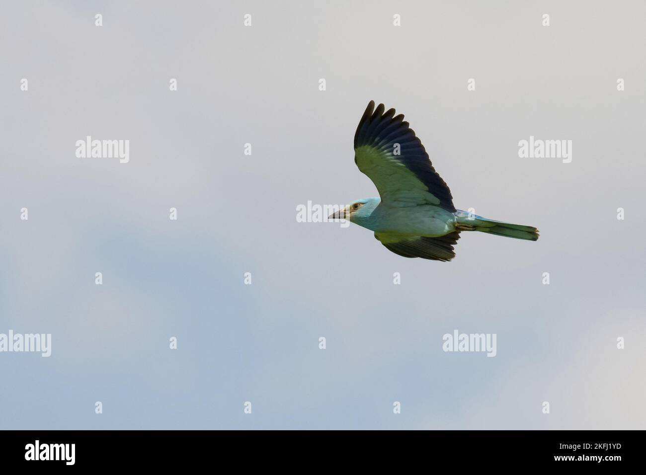 rullo blu volante Foto Stock