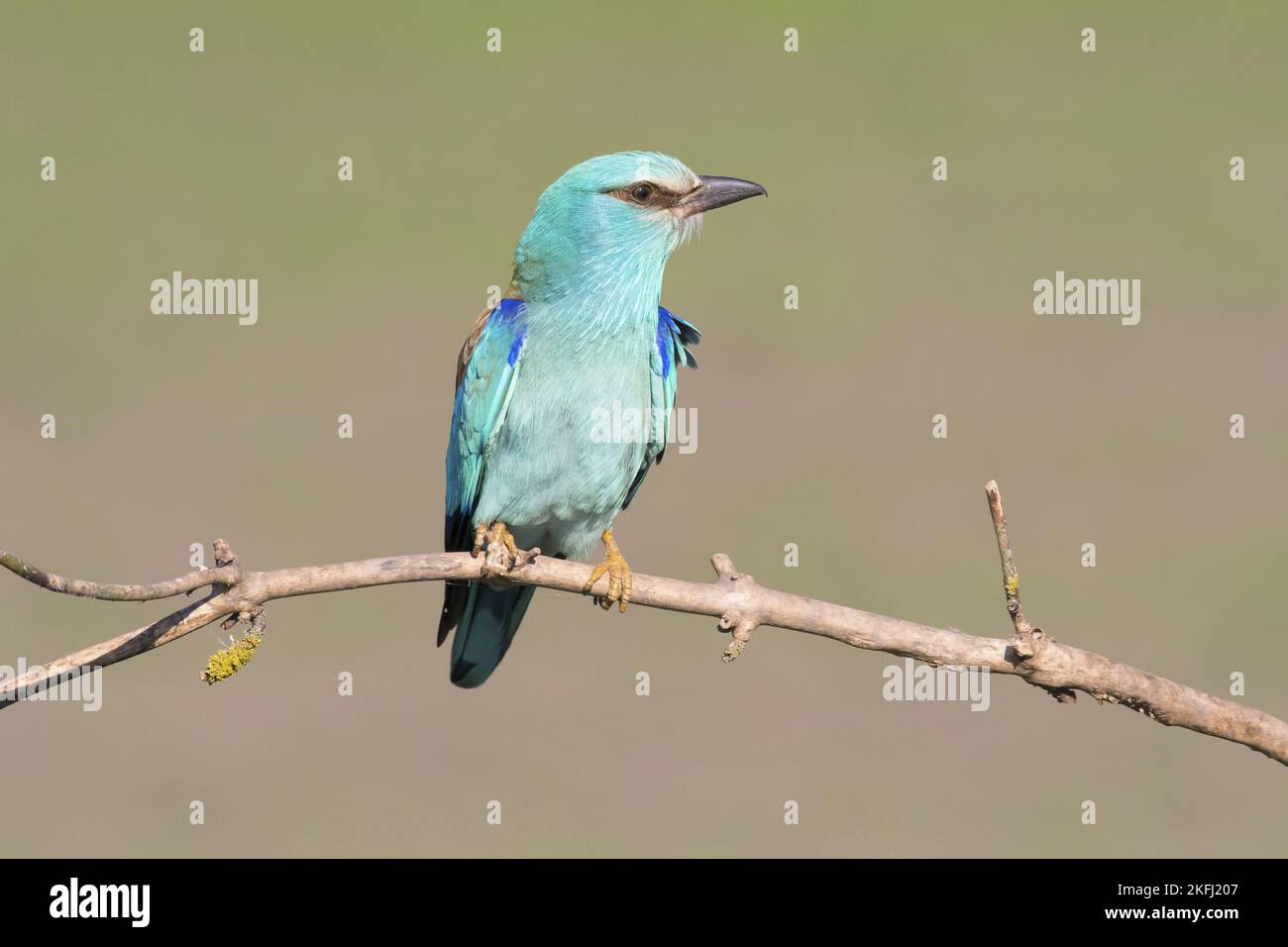il rullo blu si trova sul ramo Foto Stock