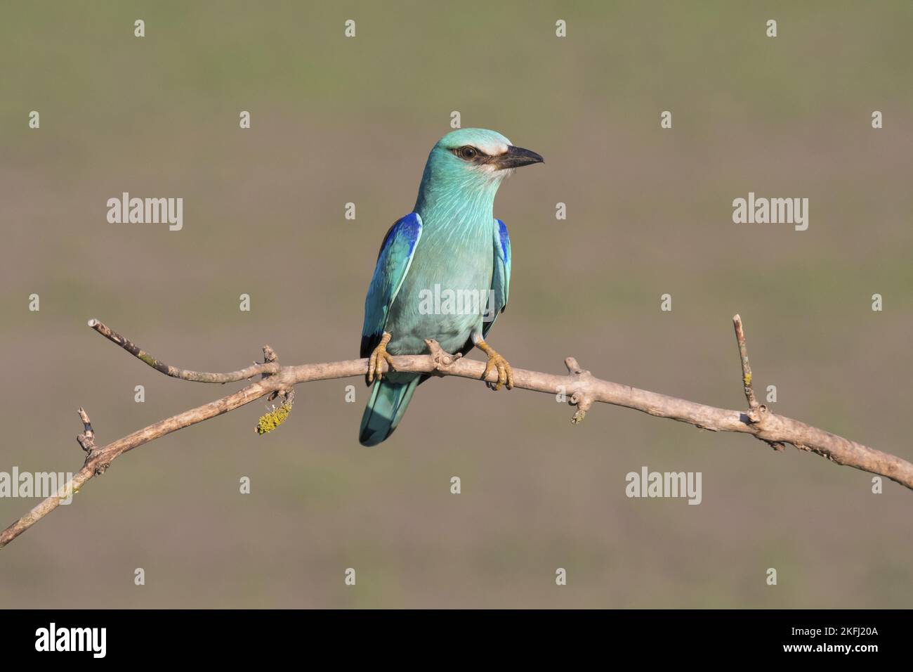 il rullo blu si trova sul ramo Foto Stock