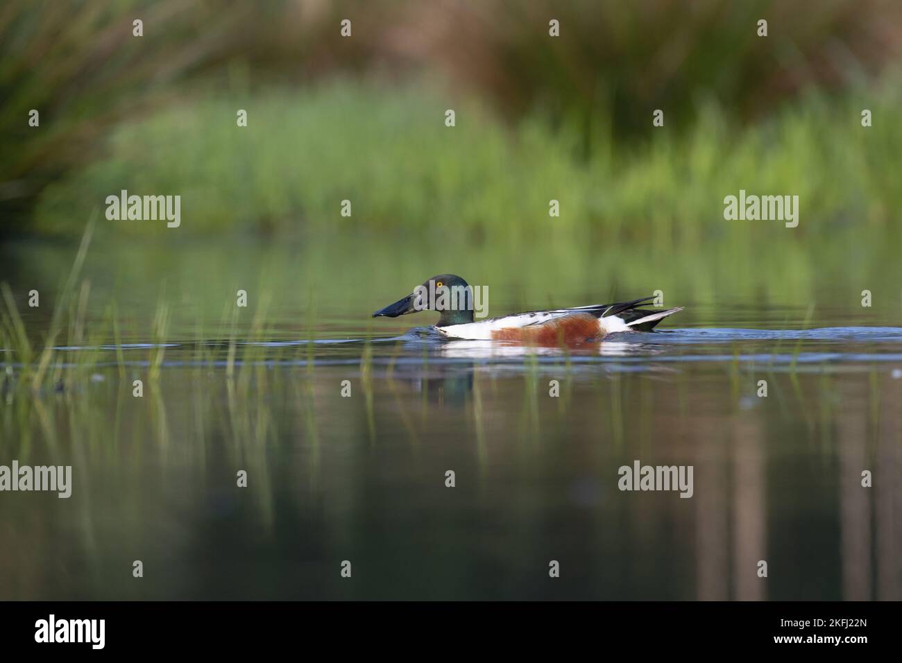 shoveler anatra nuota sul mare Foto Stock