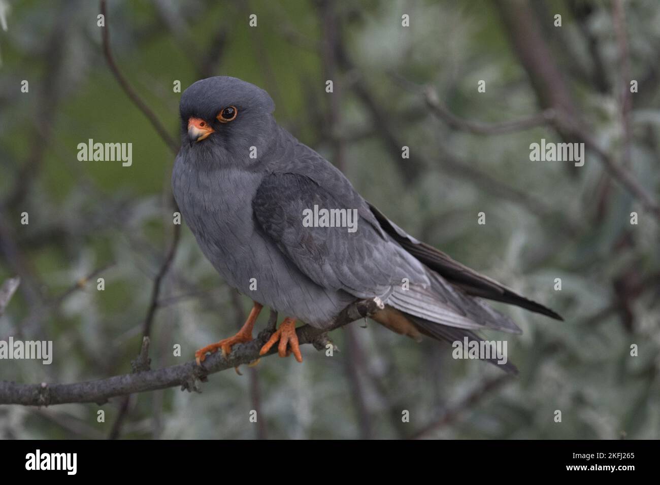 Falcon seduto con i piedi rossi Foto Stock