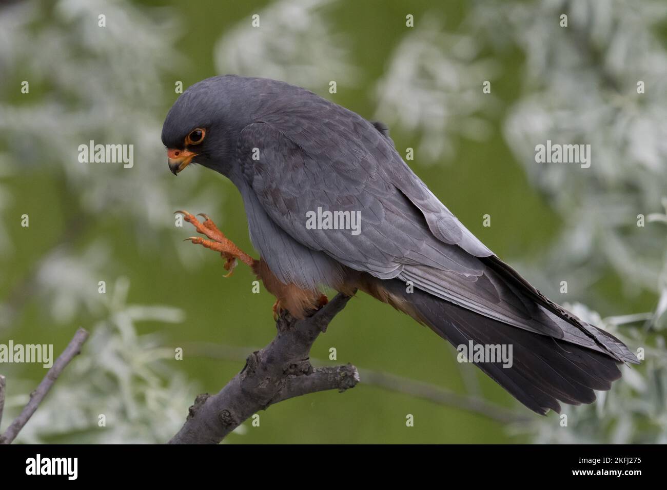 Falcon seduto con i piedi rossi Foto Stock