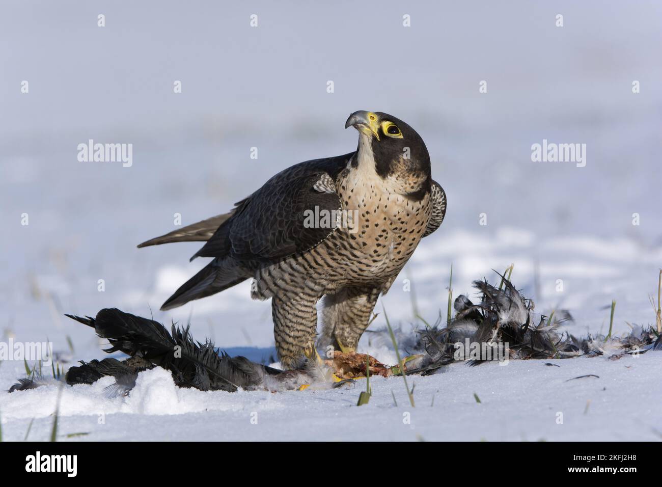 Peregrine Falcon in piedi Foto Stock
