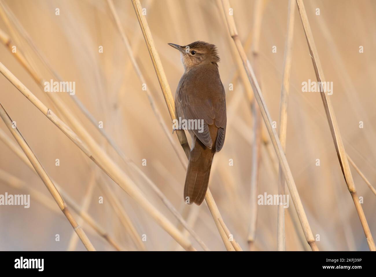 Luscinioides Locustella Foto Stock