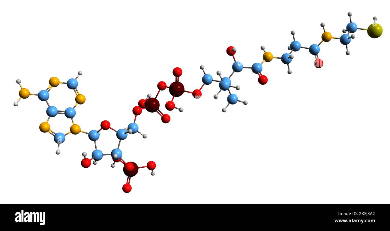 3D immagine di Coenzima A formula scheletrica - struttura chimica molecolare di isolato su sfondo bianco Foto Stock