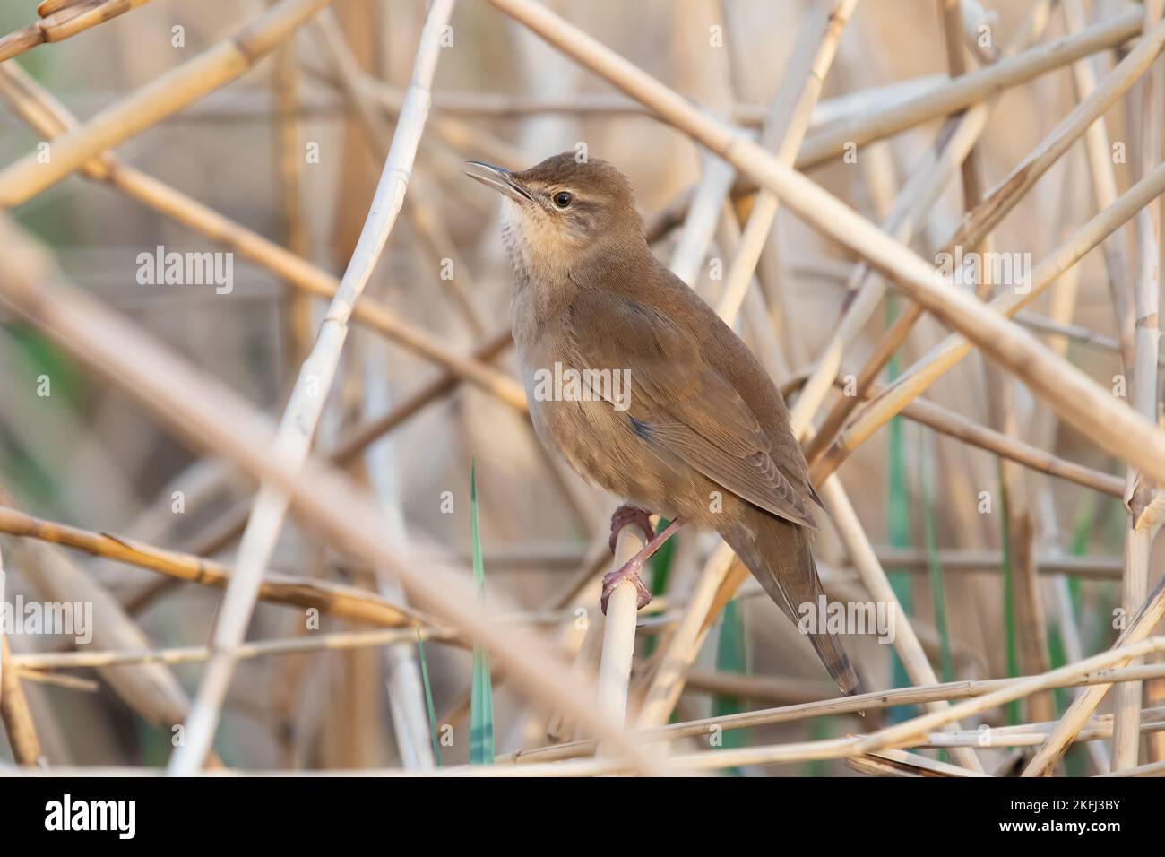 Luscinioides Locustella Foto Stock