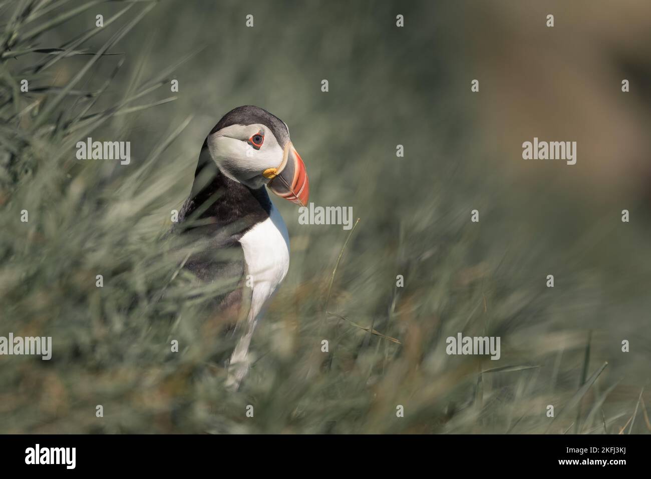 Puffin sedette nella lunga erba che si affacciava sul mare. Sfondo blu mare. Nome latino Fratercula Foto Stock