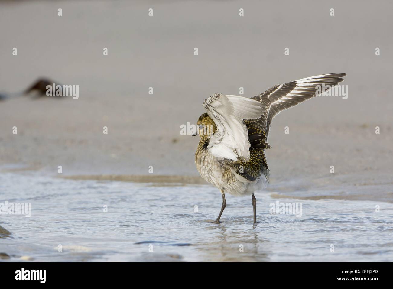 Golden Plover in acqua Foto Stock