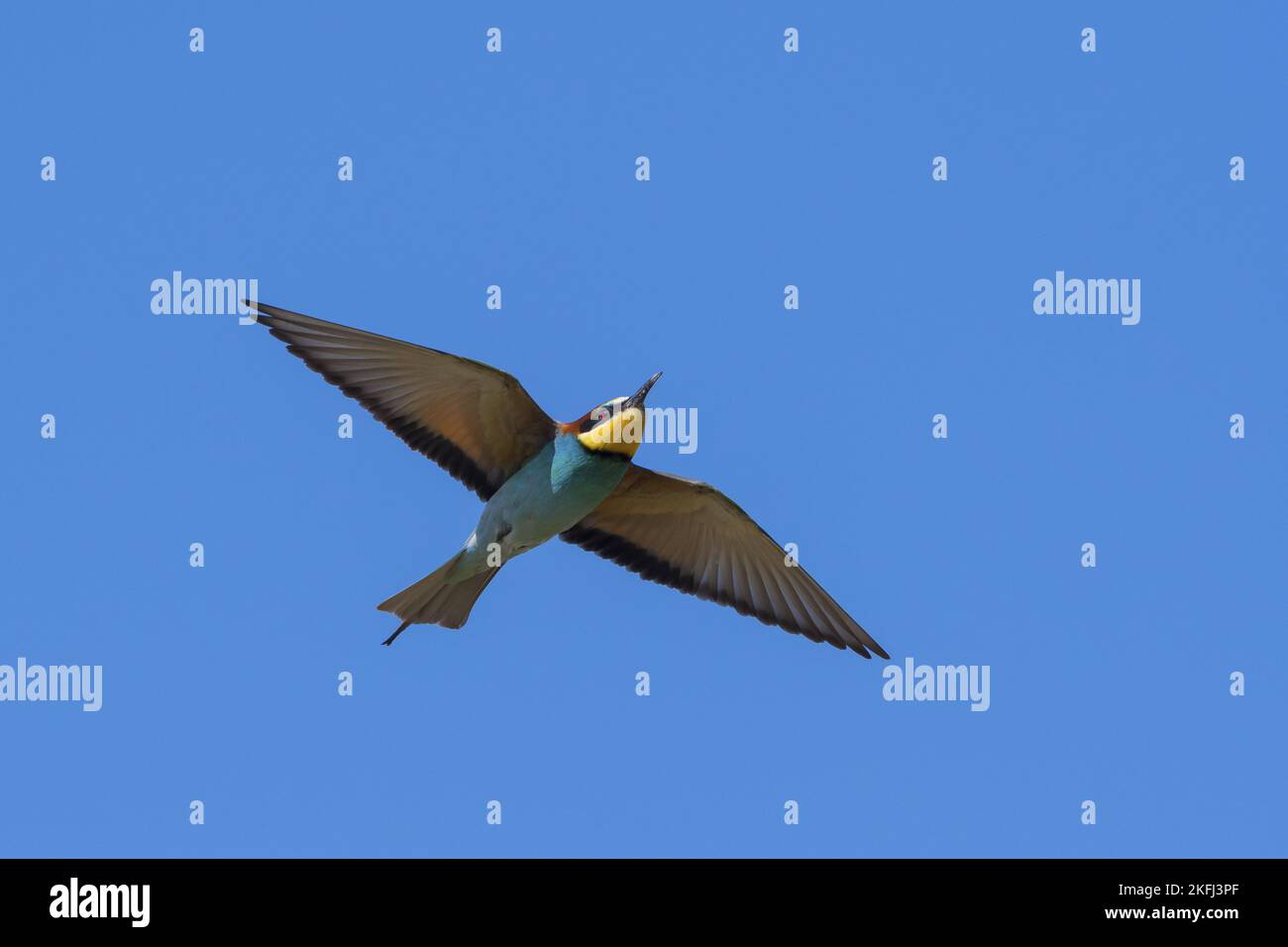 Volo Bee-eater Foto Stock