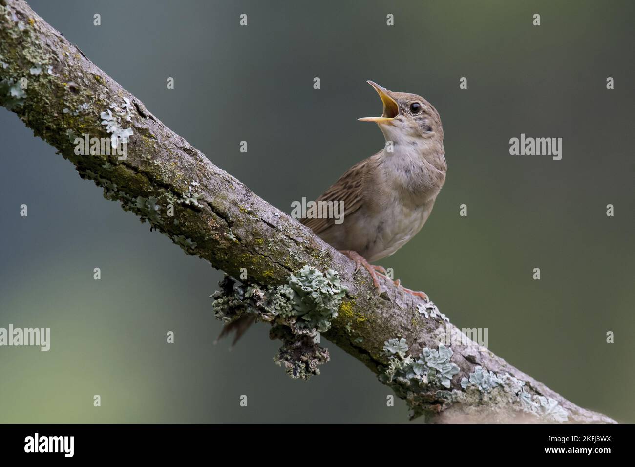 Seduta comune Grasshopper Foto Stock