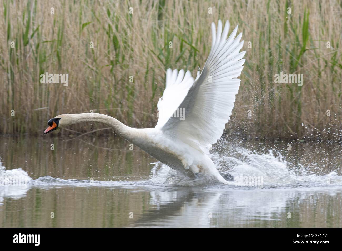 Flying Mute Swan Foto Stock