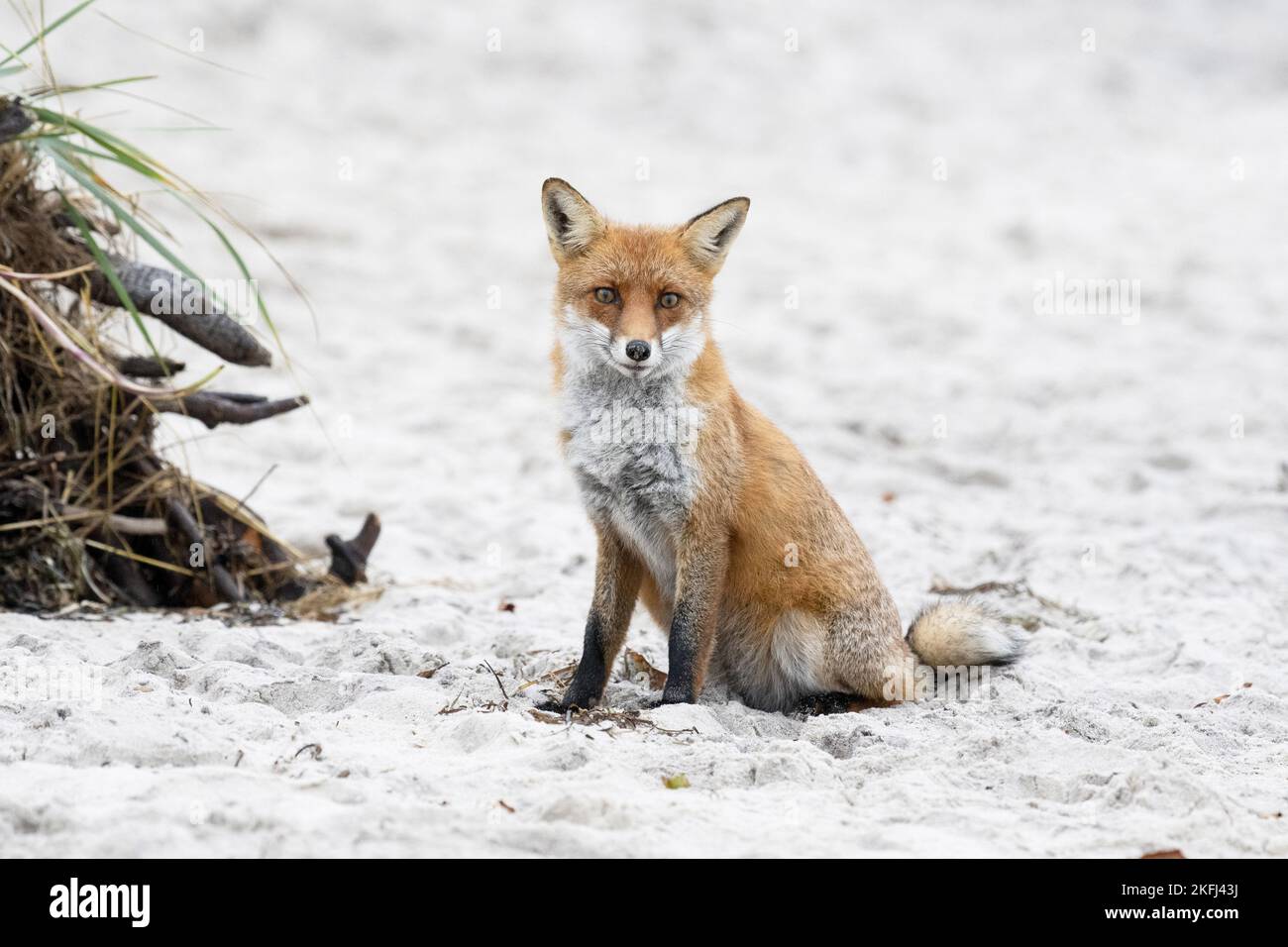 Red Fox seduto Foto Stock