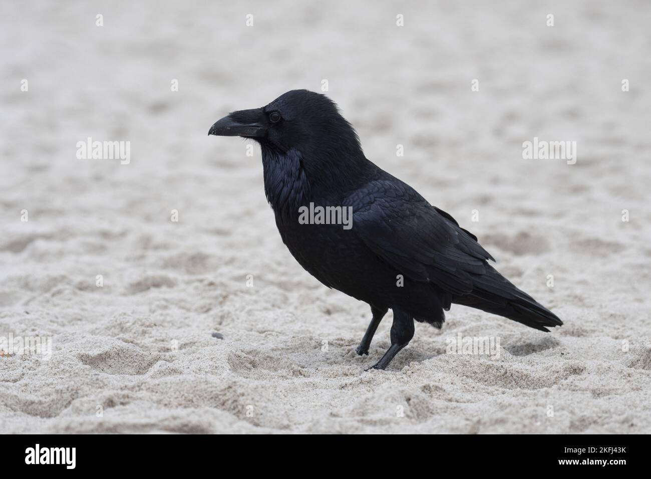Raven nord alla spiaggia Foto Stock