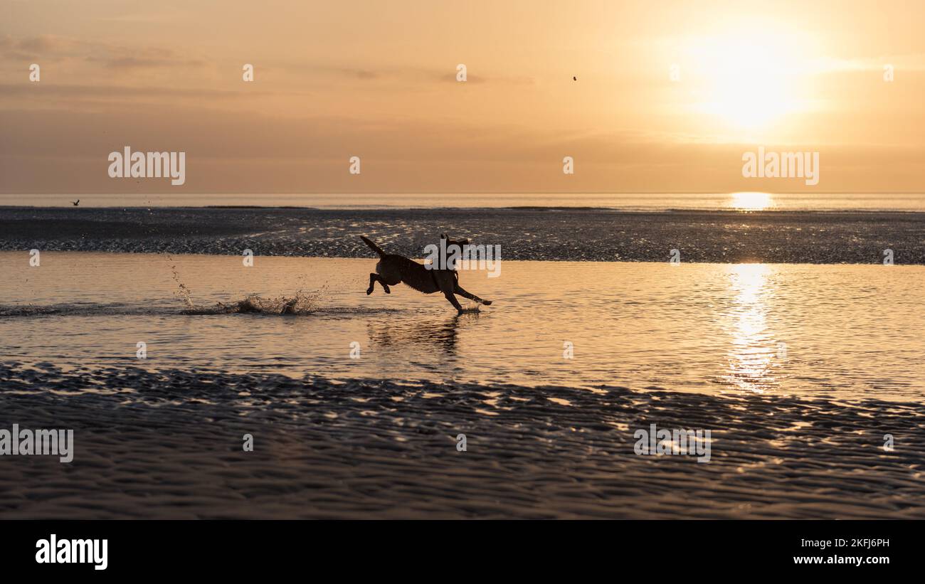 Il cane spruzzi attraverso il mare sulla spiaggia. Inseguire le pietre e gli schizzi. Silhouette contro il cielo dorato Foto Stock