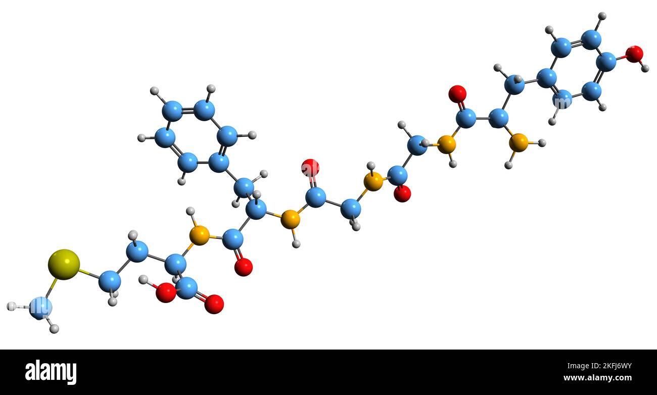 3D immagine della formula scheletrica di met-enkefelina - struttura chimica molecolare del fattore di crescita degli oppioidi isolato su sfondo bianco Foto Stock
