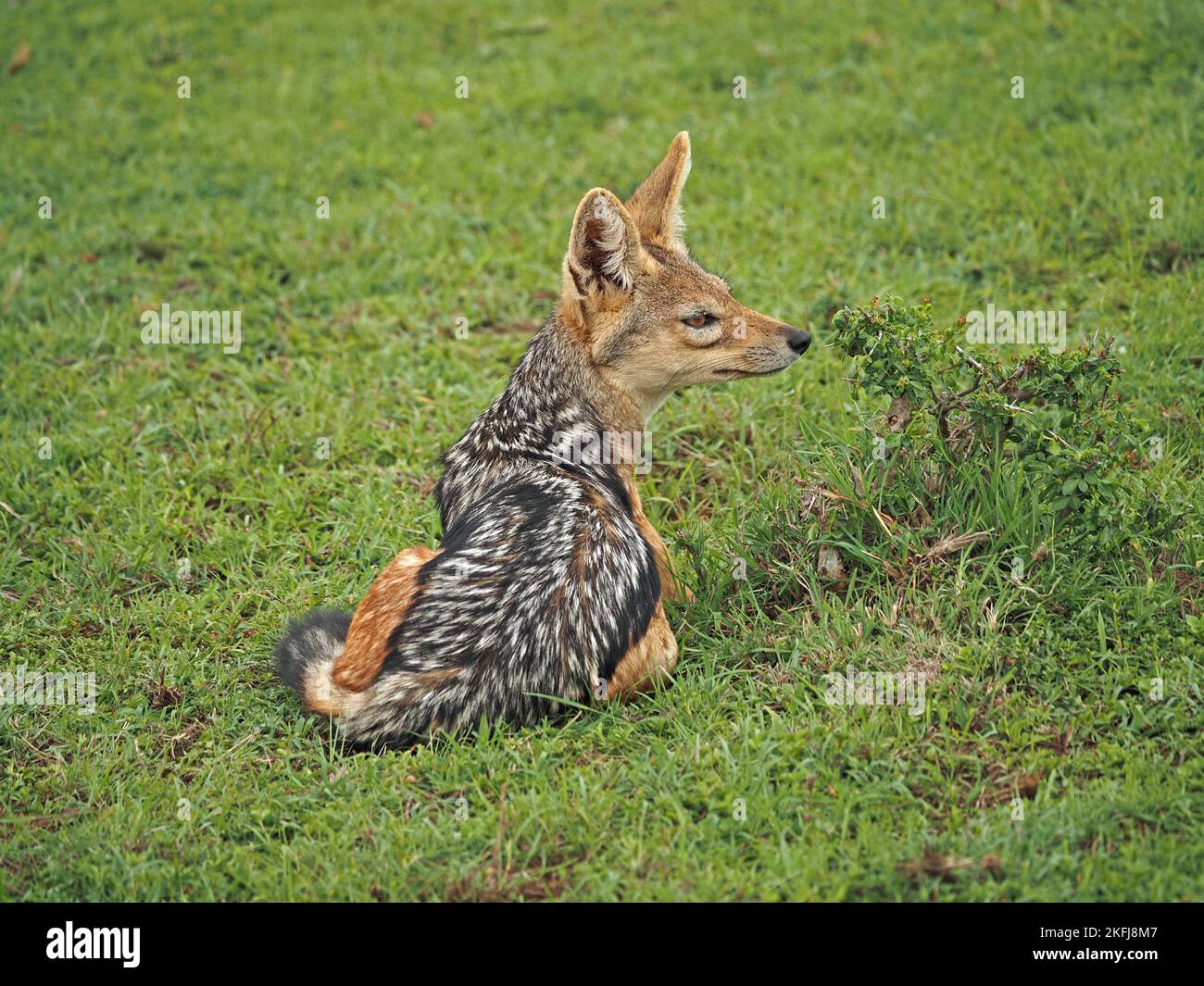 Singolo Jackal nero (Lupulella mesomelas) sdraiato all'alba su un prato verdeggiante e verdeggiante di Masai Mara Conservancy, Kenya, Africa Foto Stock