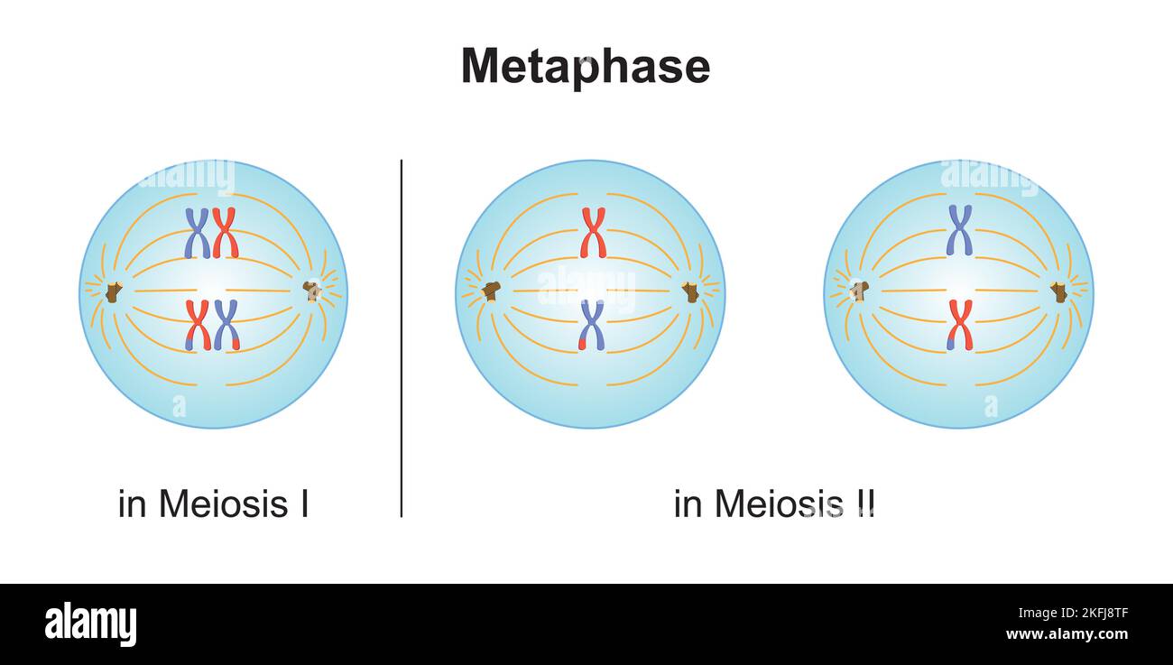 Progettazione scientifica delle differenze tra la metafase nella Meiosi e nella mitosi. Simboli colorati. Illustrazione vettoriale. Illustrazione Vettoriale