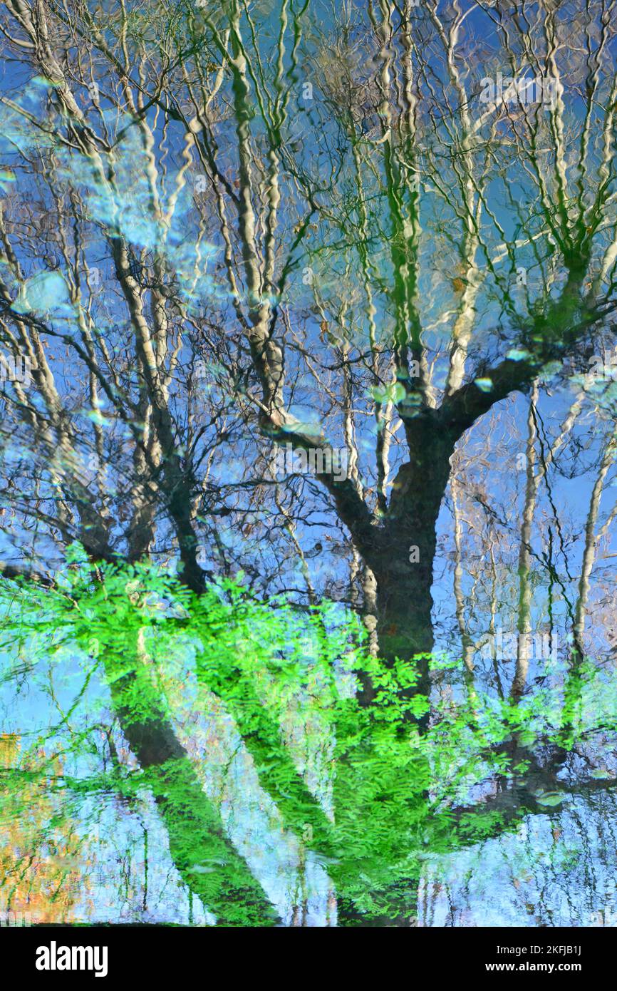 Reflejos de plantas y árboles en el agua de un estanque, acuarela naturale Foto Stock