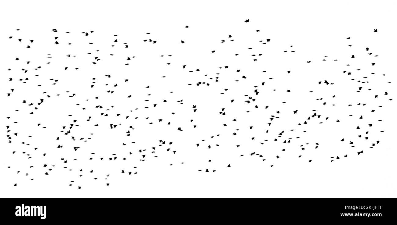 Un enorme gregge di uccelli isolati su uno sfondo bianco. Sfondo naturale astratto. Foto Stock