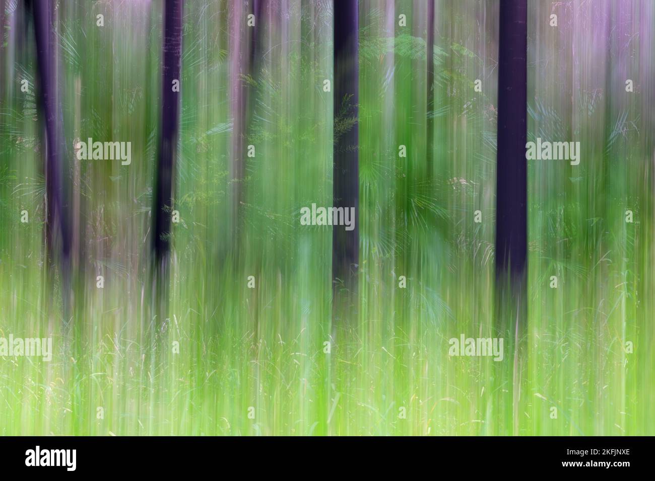 Il movimento intenzionale della telecamera ICM sfoca i tronchi neri, l'erba verde e la foresta a Carnarvon Gorge, Queensland, Australia Foto Stock