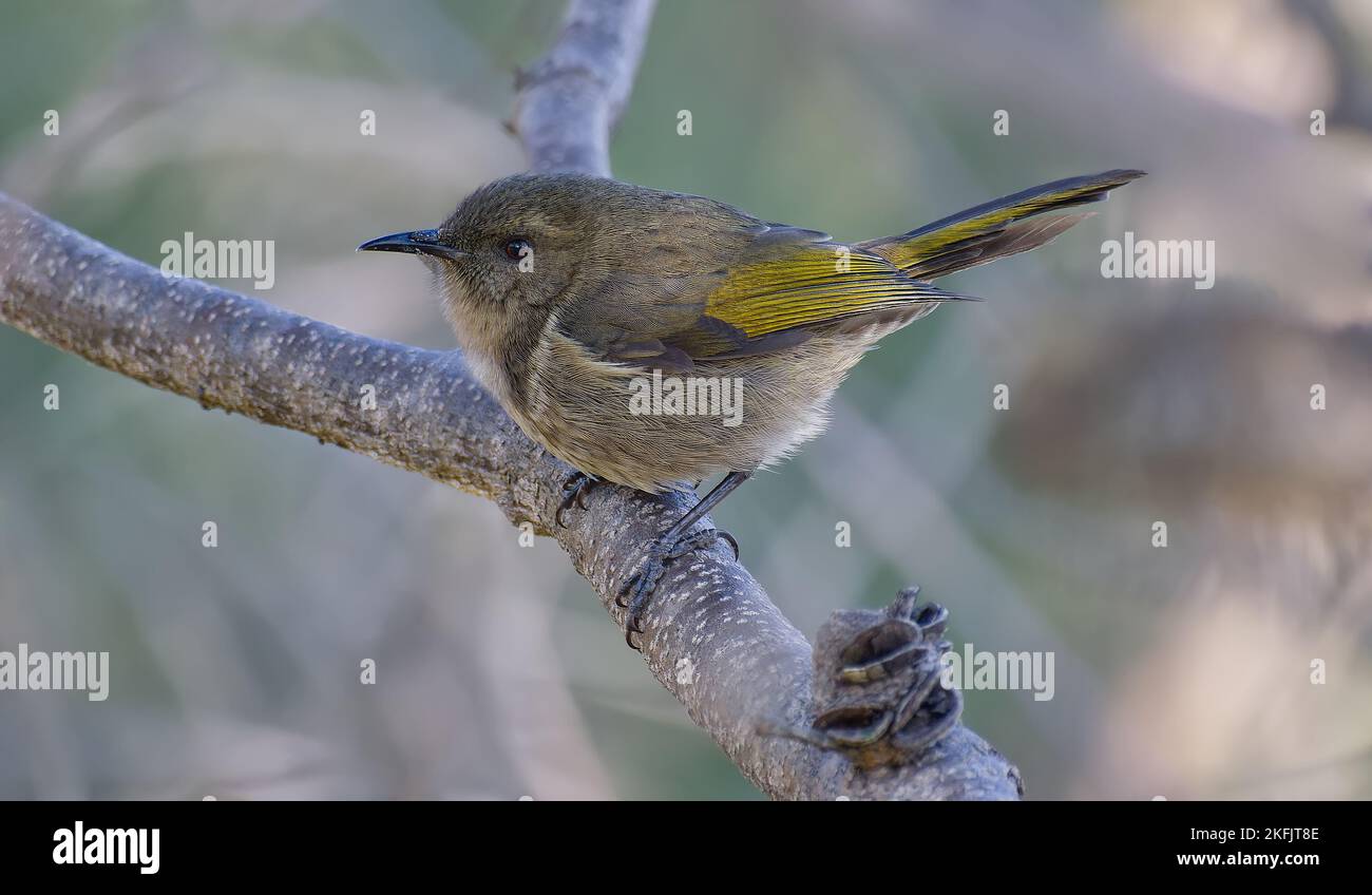 Uccello grigio e giallo della Mezzaluna, arroccato su un ramo all'ombra di un albero alla Peter Murrell Conservation Reserve, Tasmania, Australia Foto Stock