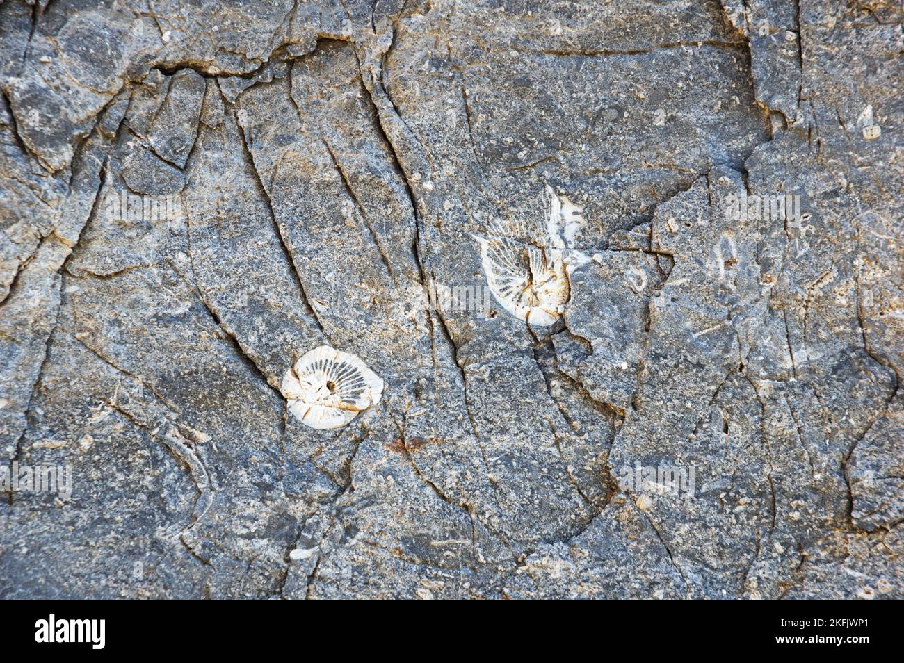 fossili di corallo nella roccia calcarea Foto Stock