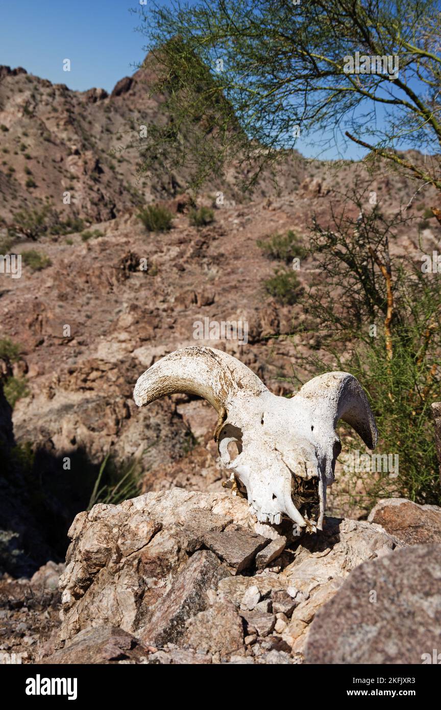 Cranio di pecora del bighorn del deserto nel deserto del sud-ovest degli Stati Uniti dell'Arizona Foto Stock