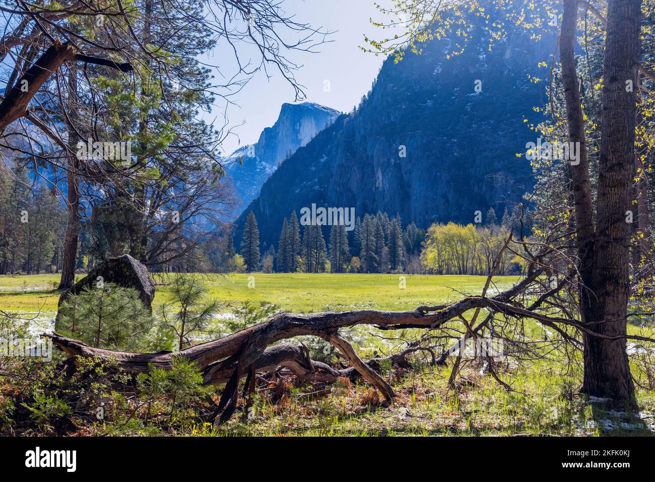 Paesaggio dove gli alberi incorniciano l'iconica cupola del Parco Nazionale di Yosemite in lontananza. Foto Stock