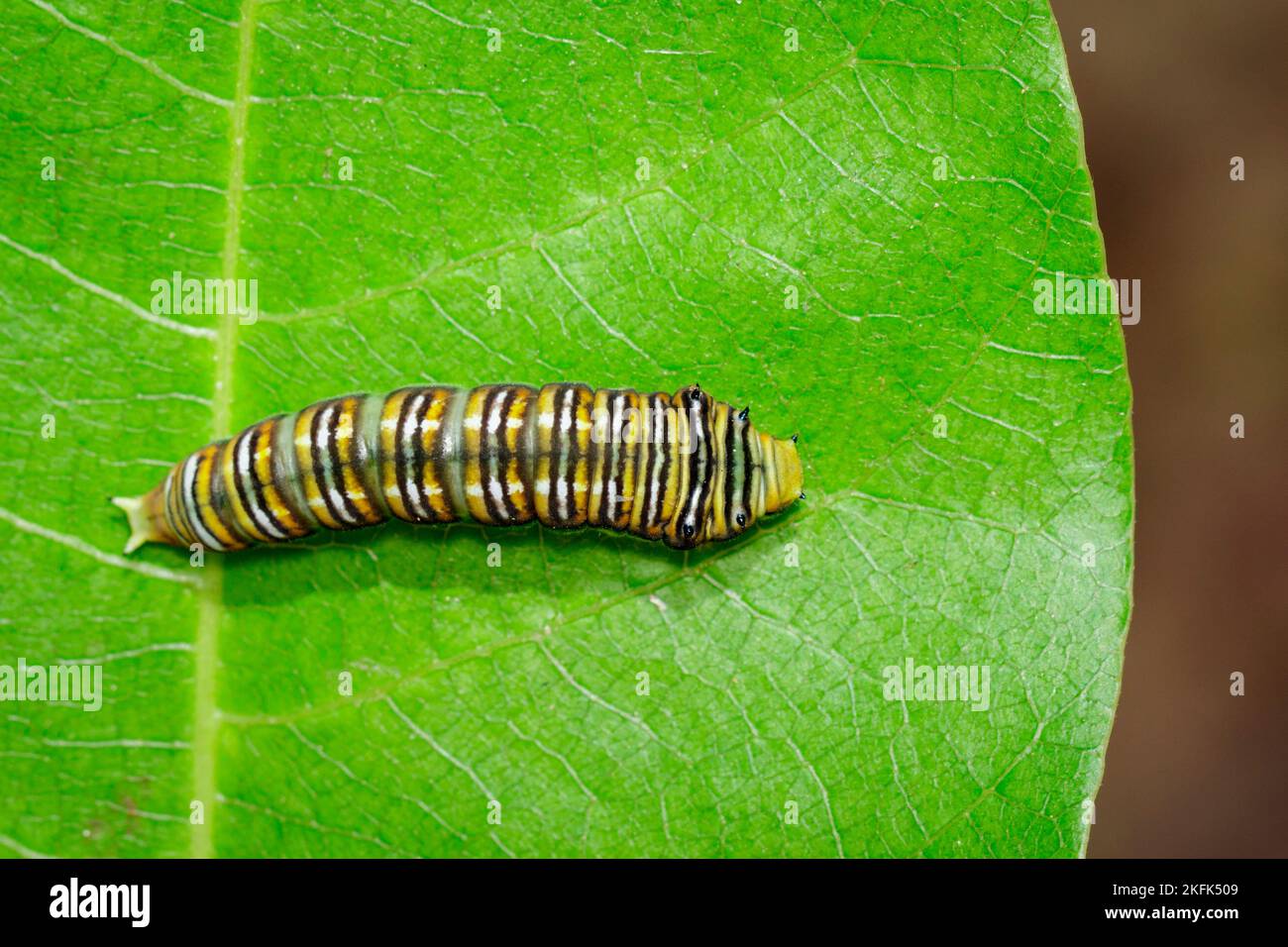Immagine di Spot Swordtail bruco Morph (Graphium nomius) su foglie verdi su sfondo naturale. Insetto. Animale. Foto Stock