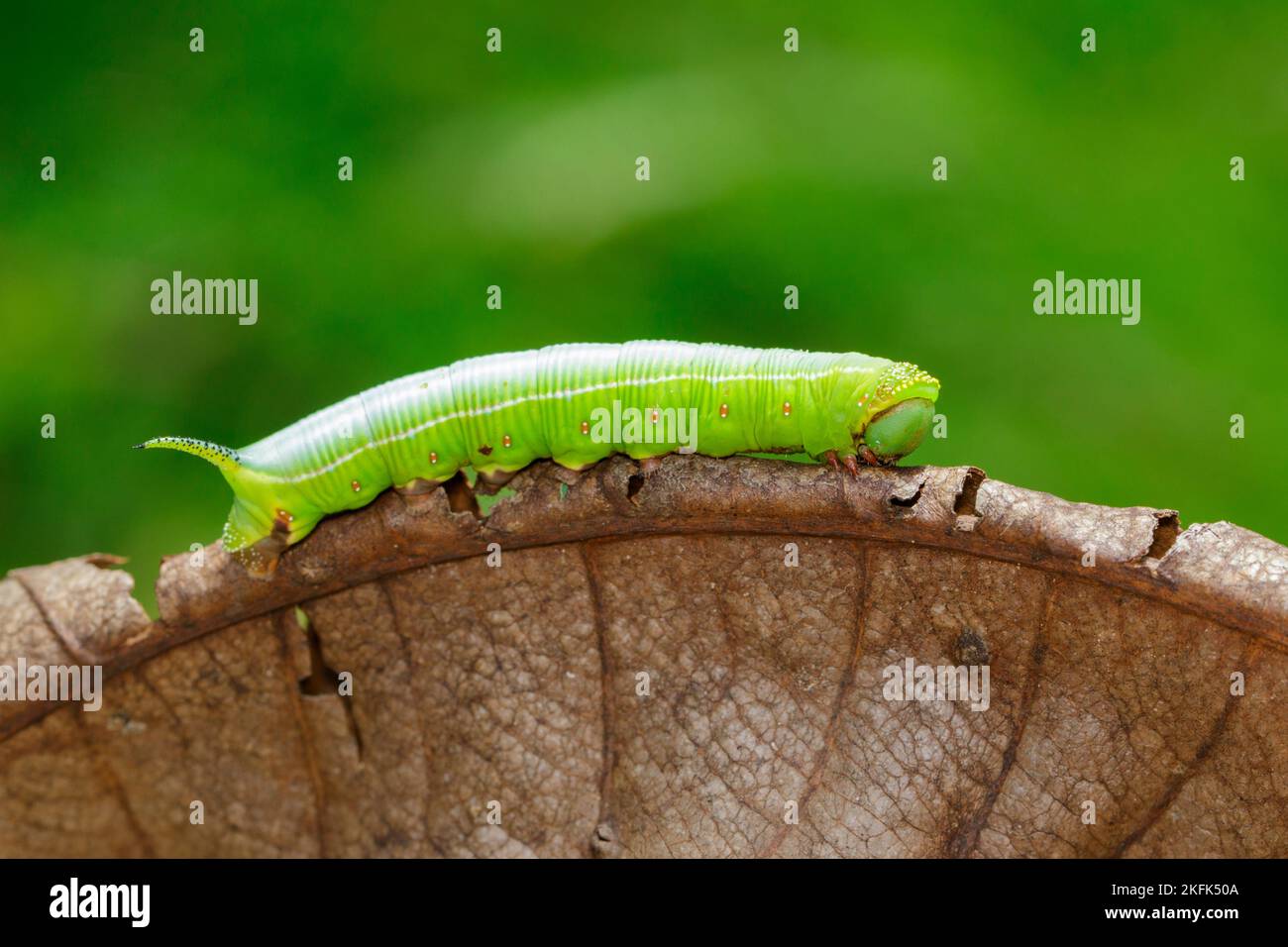 Immagine di Green Caterpillars di Moth su foglie asciutte su sfondo naturale. Insetto. Animale. Foto Stock